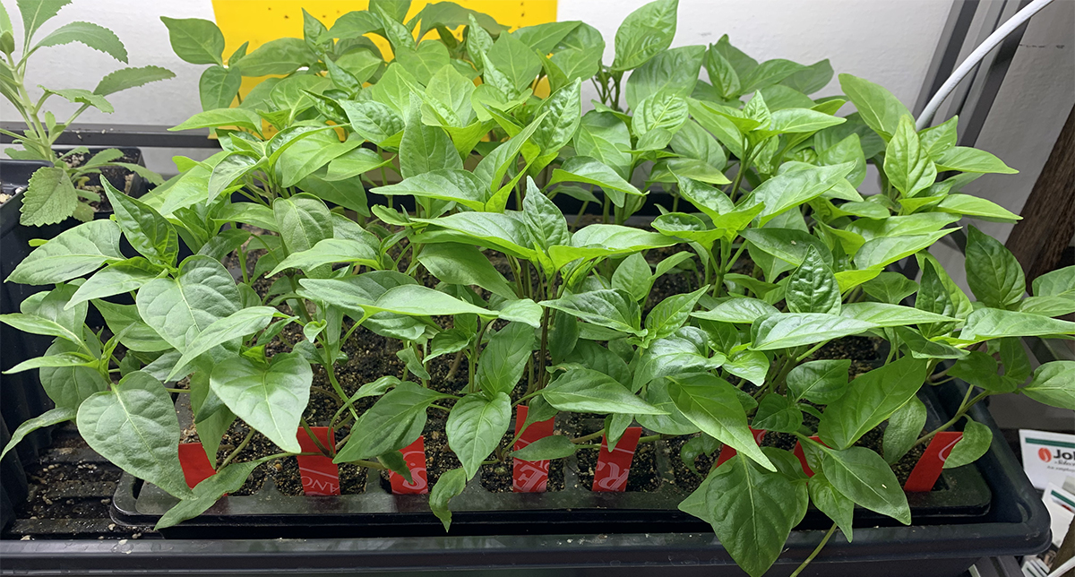bell pepper seedlings not growing