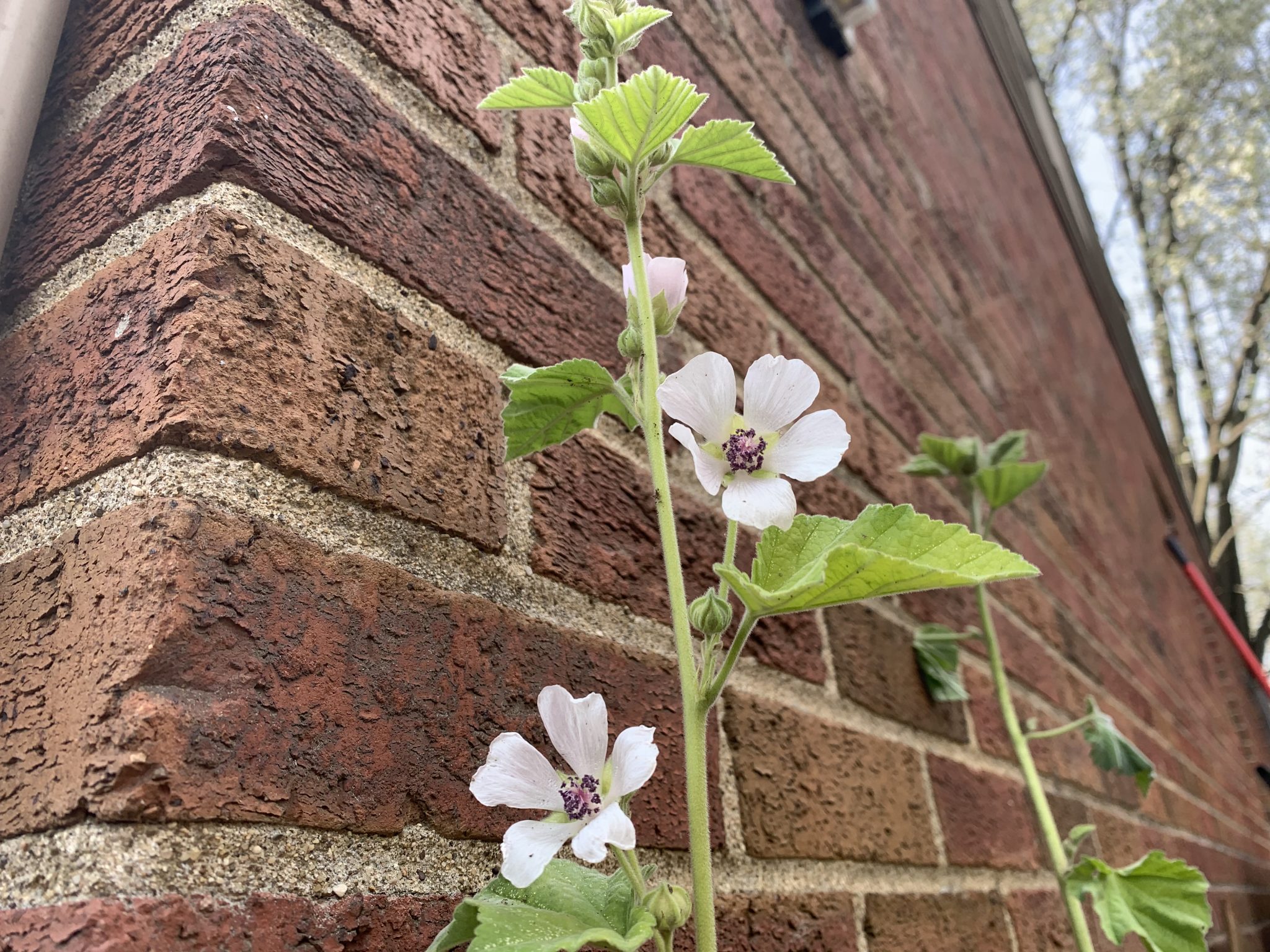 Marshmallow The Plant Bitch